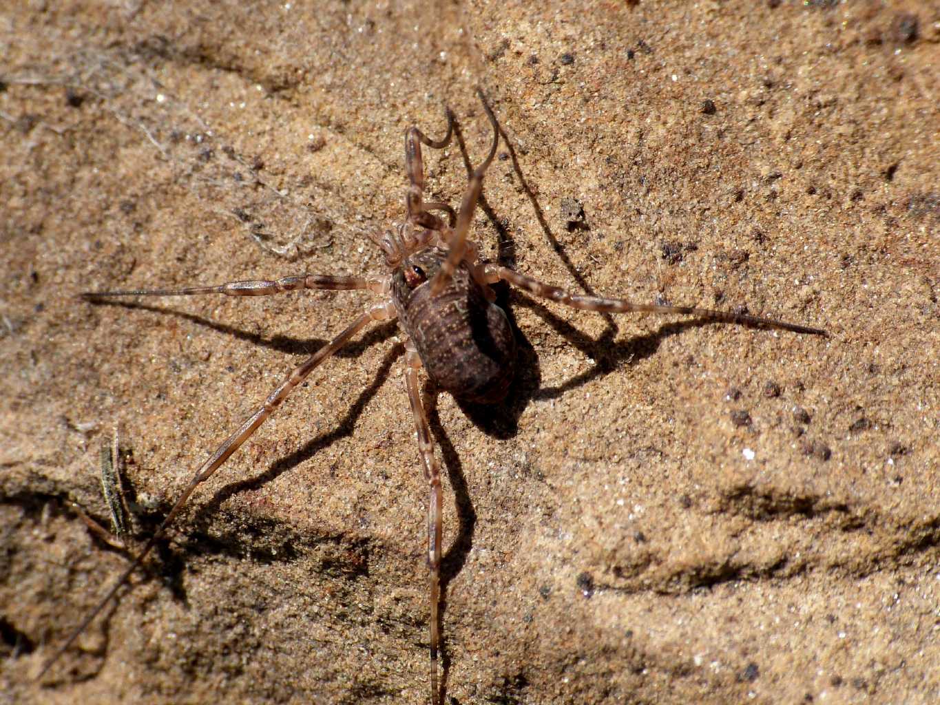 Odiellus sp.?  - S. Severa (RM)